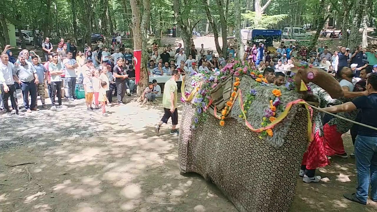 KUYDER 22. ŞEPE ŞÖLENİ -2017 DEVE OYUNU-2