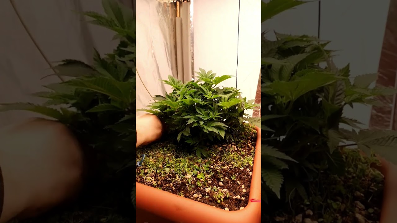 Nitrogen Boost with Clover Trim 🌱💦 Week 1 Bloom &ndash; White Widow