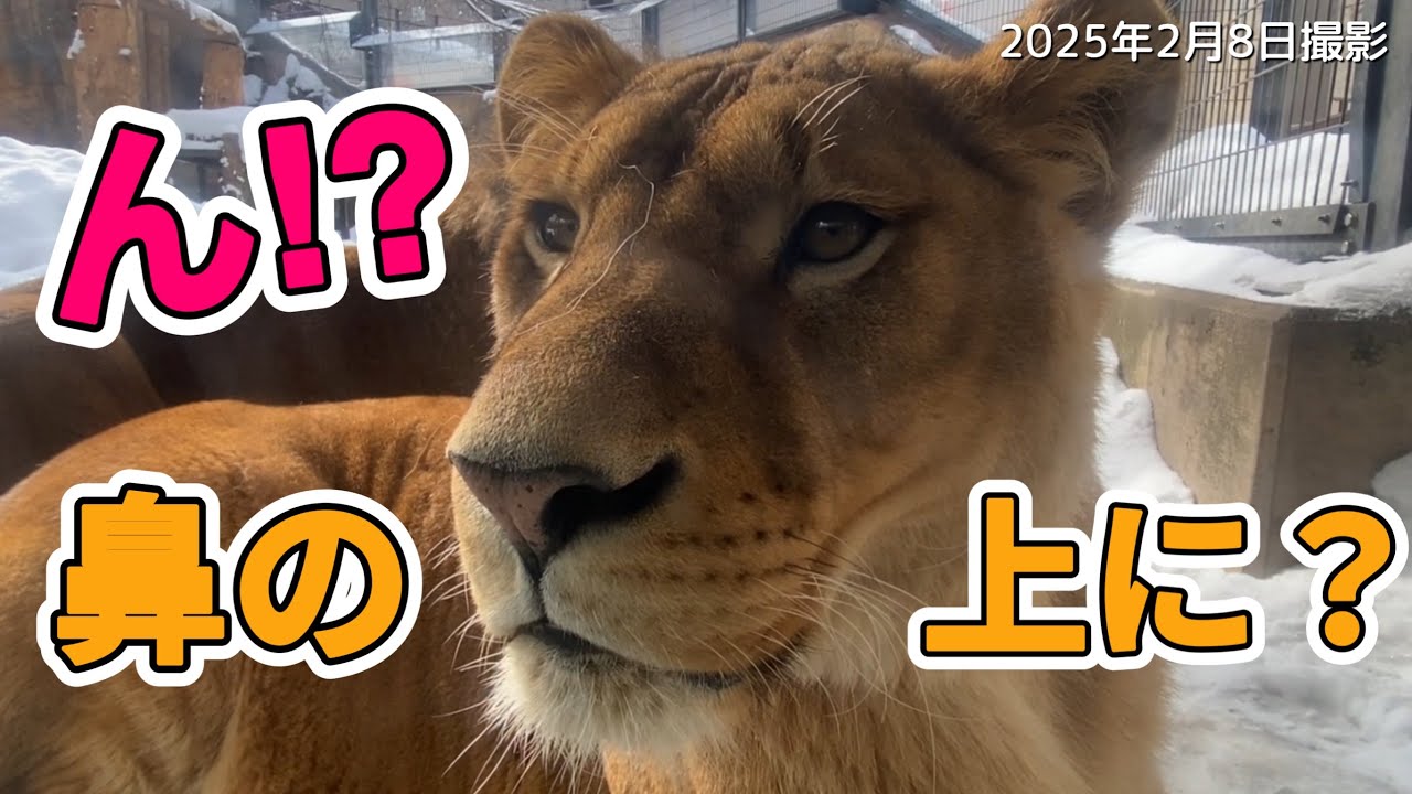 《旭山動物園ライオン＆トラ》夫婦仲良しの痕跡が鼻に⁉︎😆イオのアップ満載。穏やかな朝のオリト＆ザリアファミリーvol623Traces of a happy marriage.Lion＆Tiger