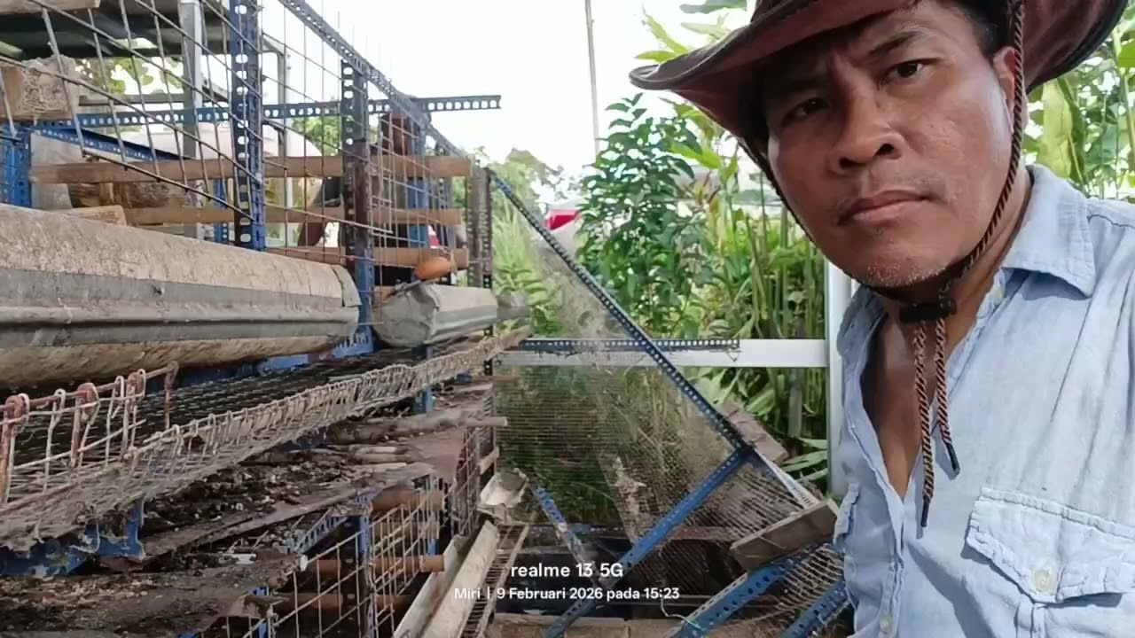 Aktiviti hari ini bongkar kandang ayam penelur//