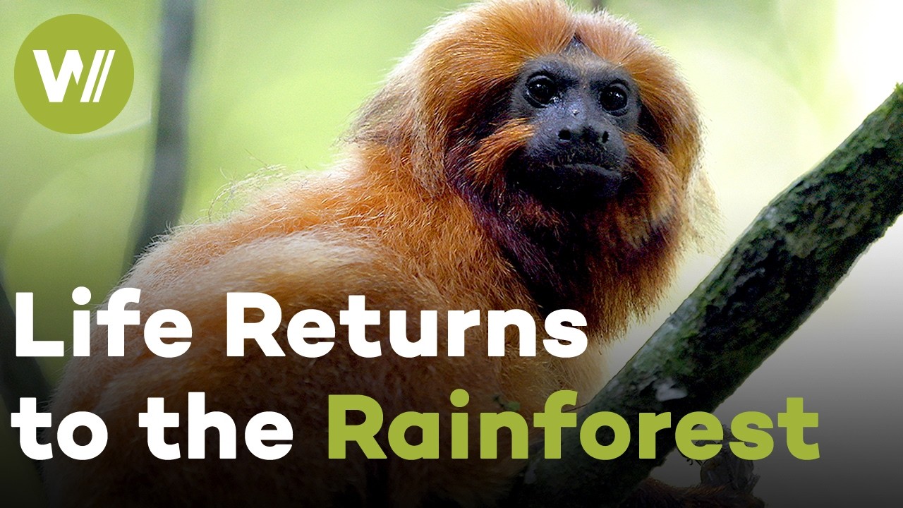 Brazil's Lost Rainforest: The Fight to Bring Back a Vanished Wilderness | Metamorphoses (1/5)