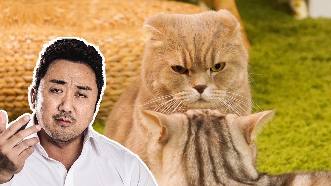 боец! харизма кошка. Iz!