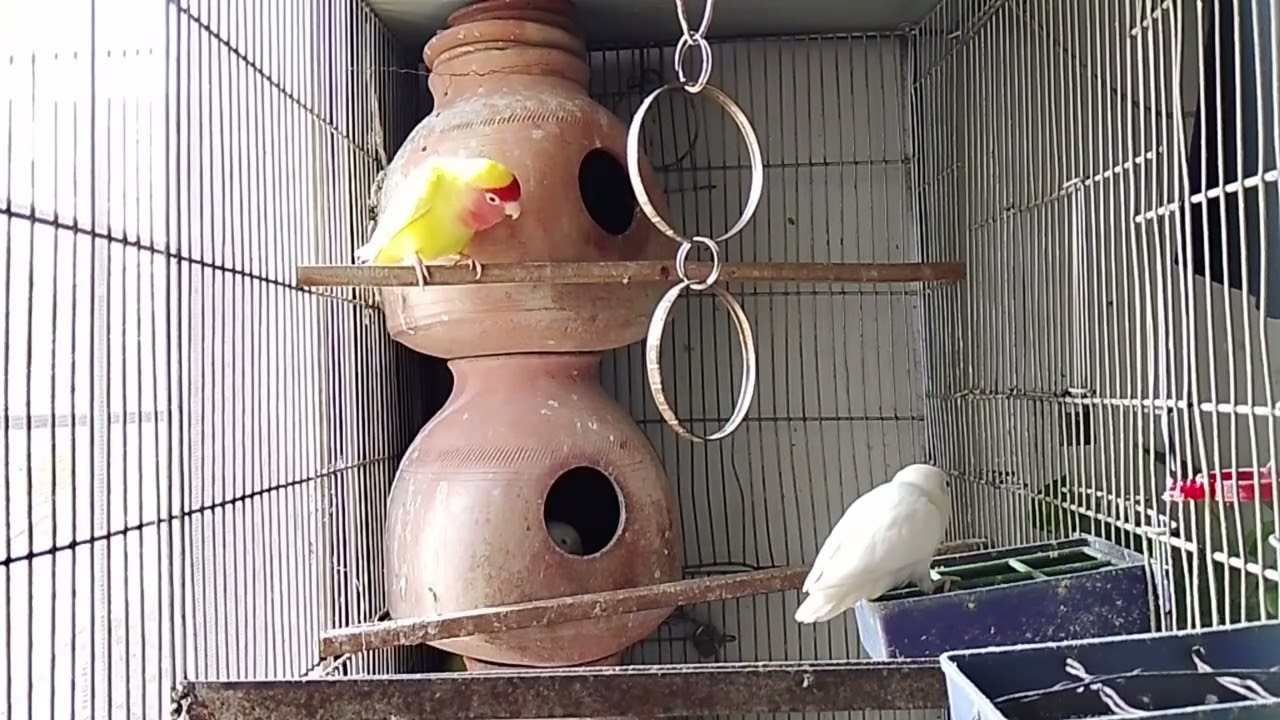 Lucky Lovebirds daily amazing moments forever 🥳🦜🐦🕊️