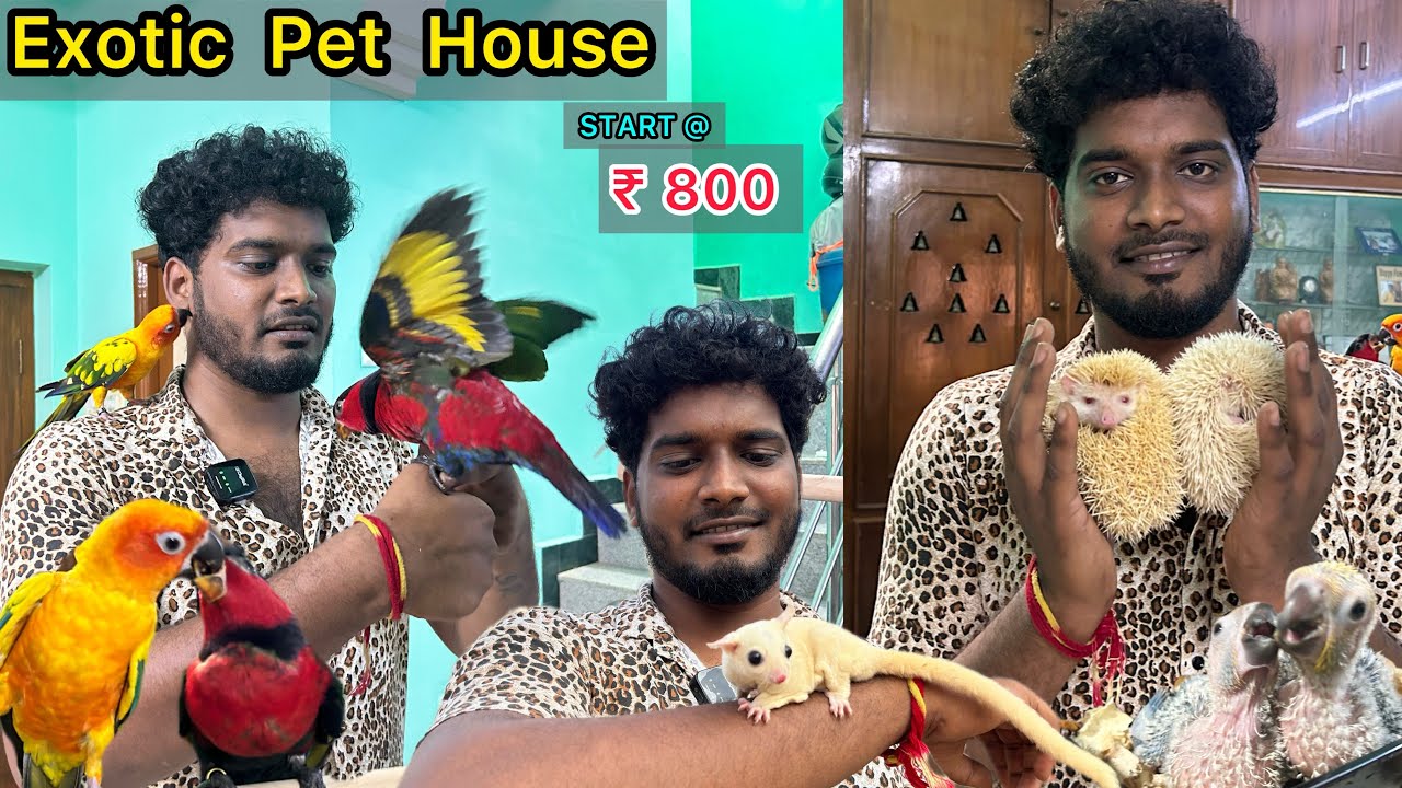 Exotic Pet Animals 😱| இதெல்லா எப்படிதா வழக்குராங்க🤯Rare Variety Pet's | Hedgehog,Sugar glider