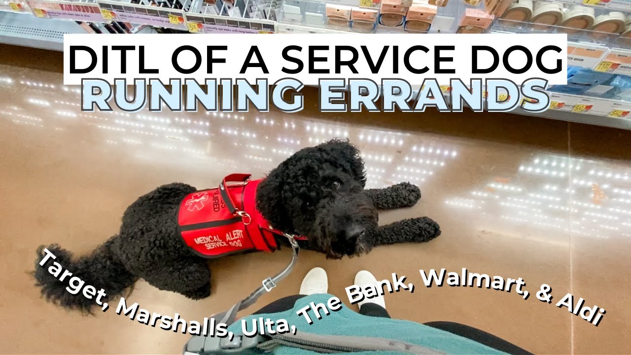 DAY IN THE LIFE OF A SERVICE DOG RUNNING ERRANDS | my service dog goes shopping with me!
