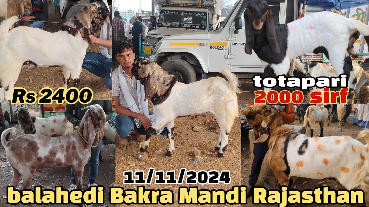 balahedi Bakra Mandi live update 11/11/2024 Rajasthan Aaj Mandi mein 2000 rupay mein totapari bacche