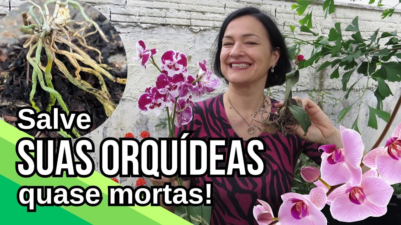 Aprenda a SALVAR suas ORQUÍDEAS de forma RÁPIDA e PRÁTICA!