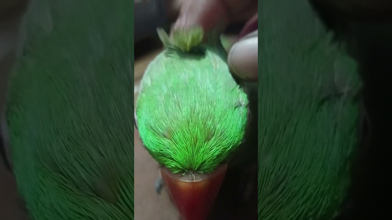 #trending #shortvideo #funny #sekh hand