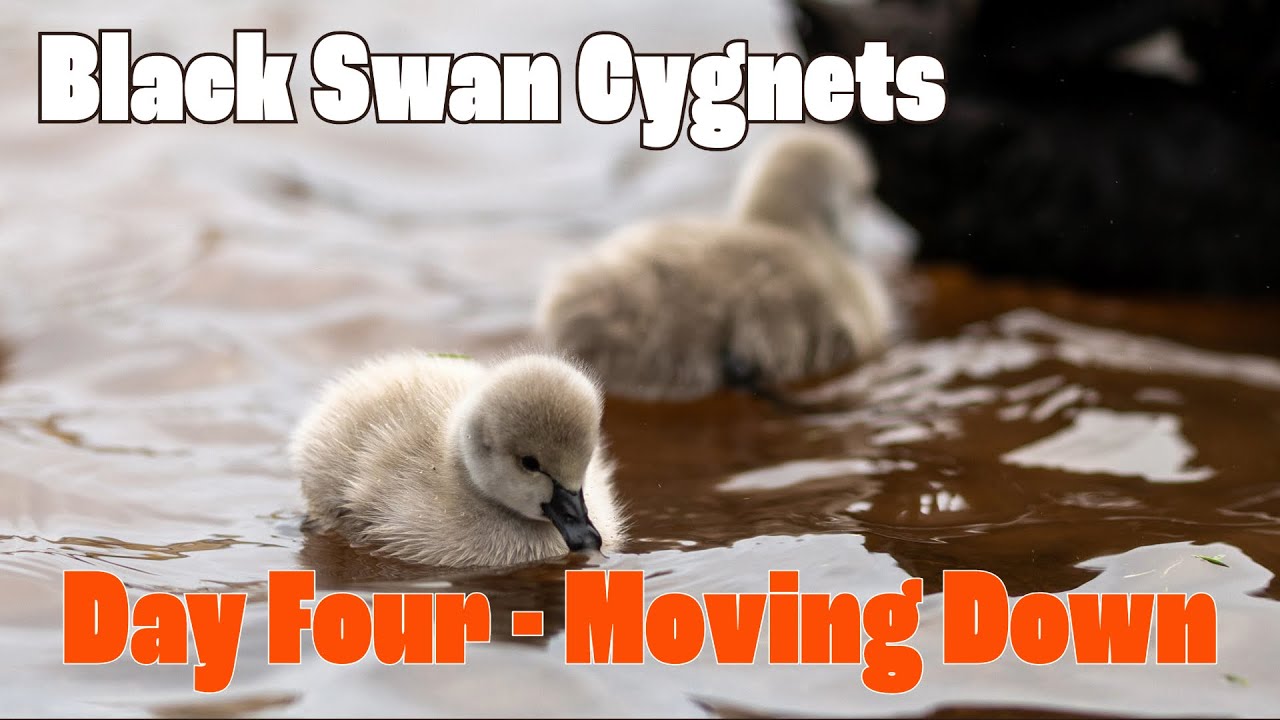 Black Swan Cygnets in Dawlish - Day 4