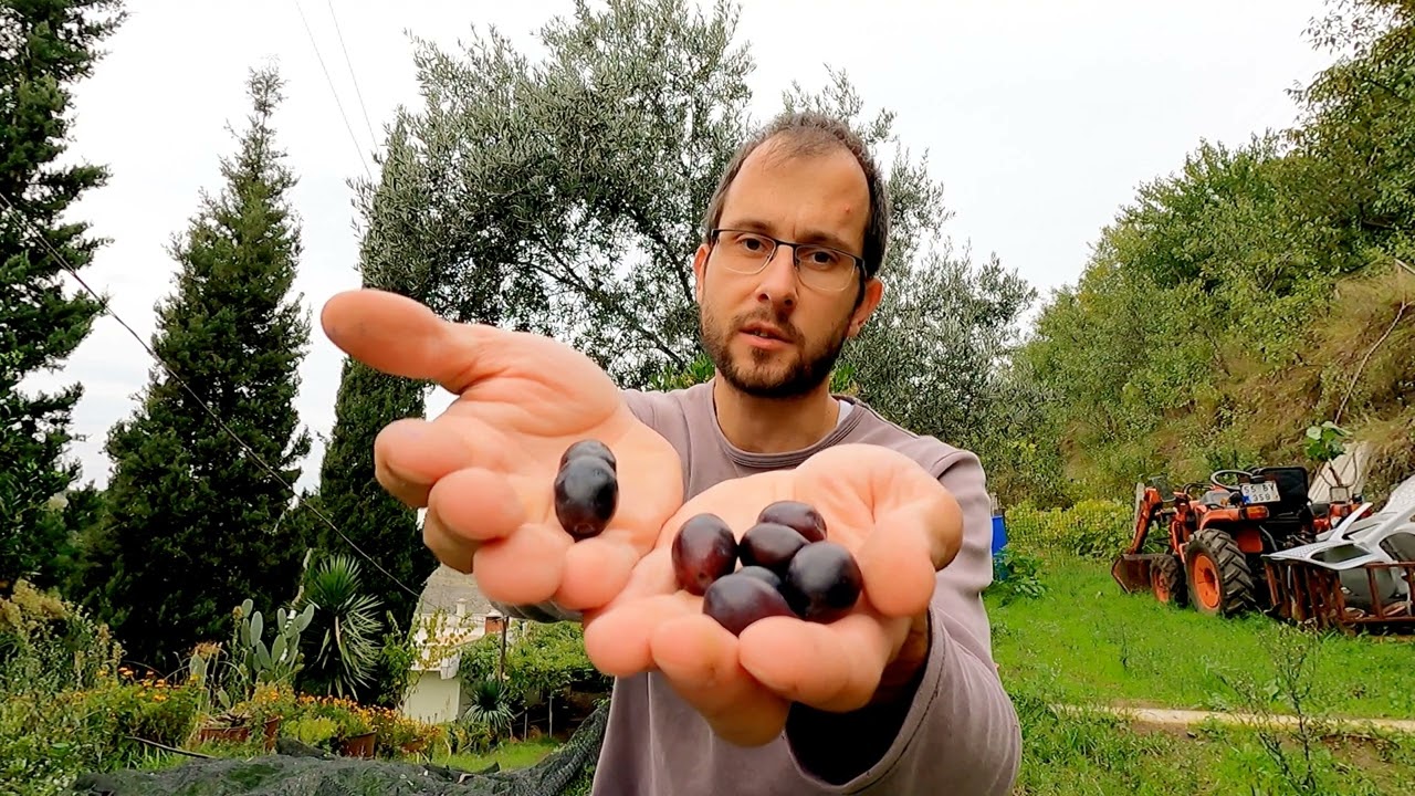 Karadenizde Alternatif Ticari Meyveler | Zeytin, Mandalina, Kestane, Badem | 2.7 K | #tarımvlog 65