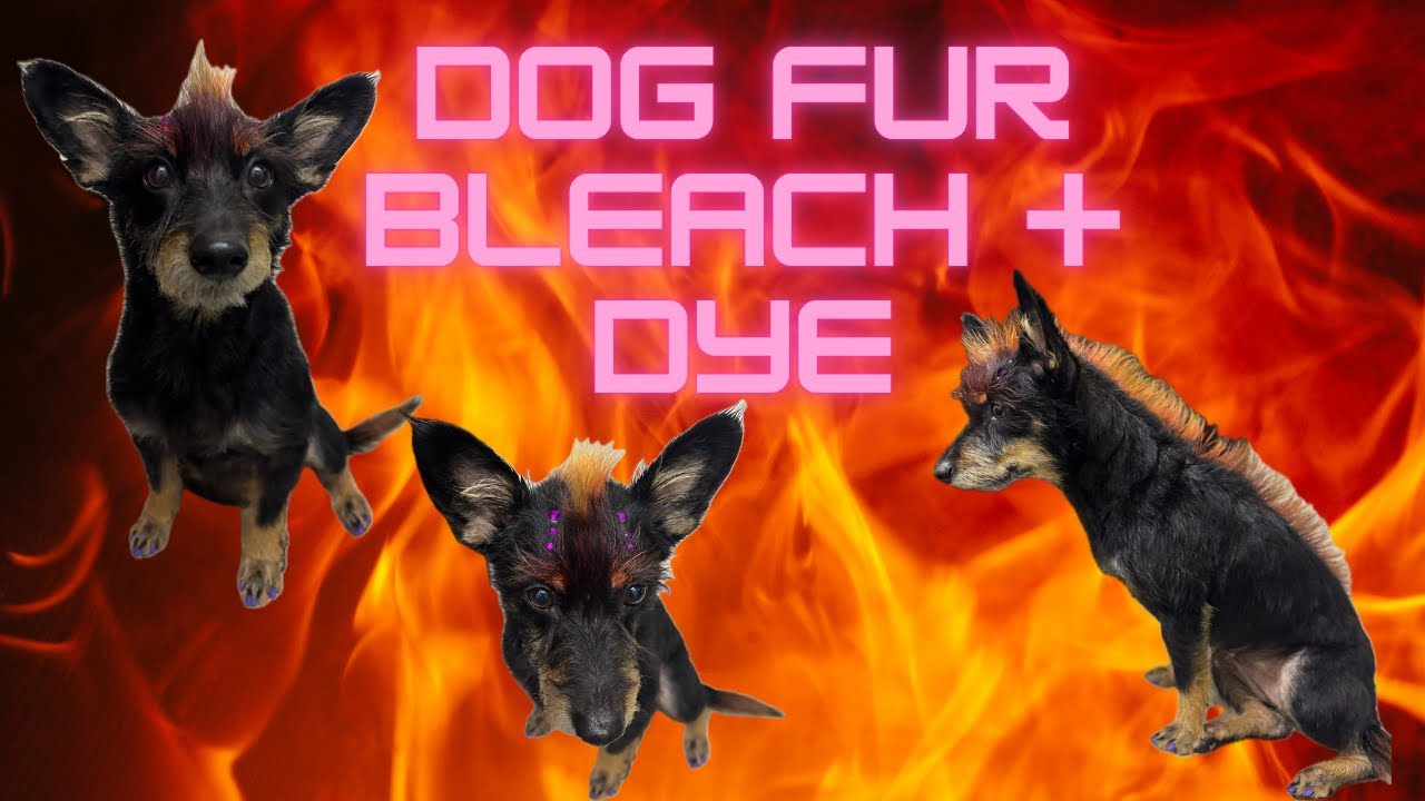 DOG FUR BLEACH AND DYE - OPAWZ DOG-SAFE FUR PRODUCTS