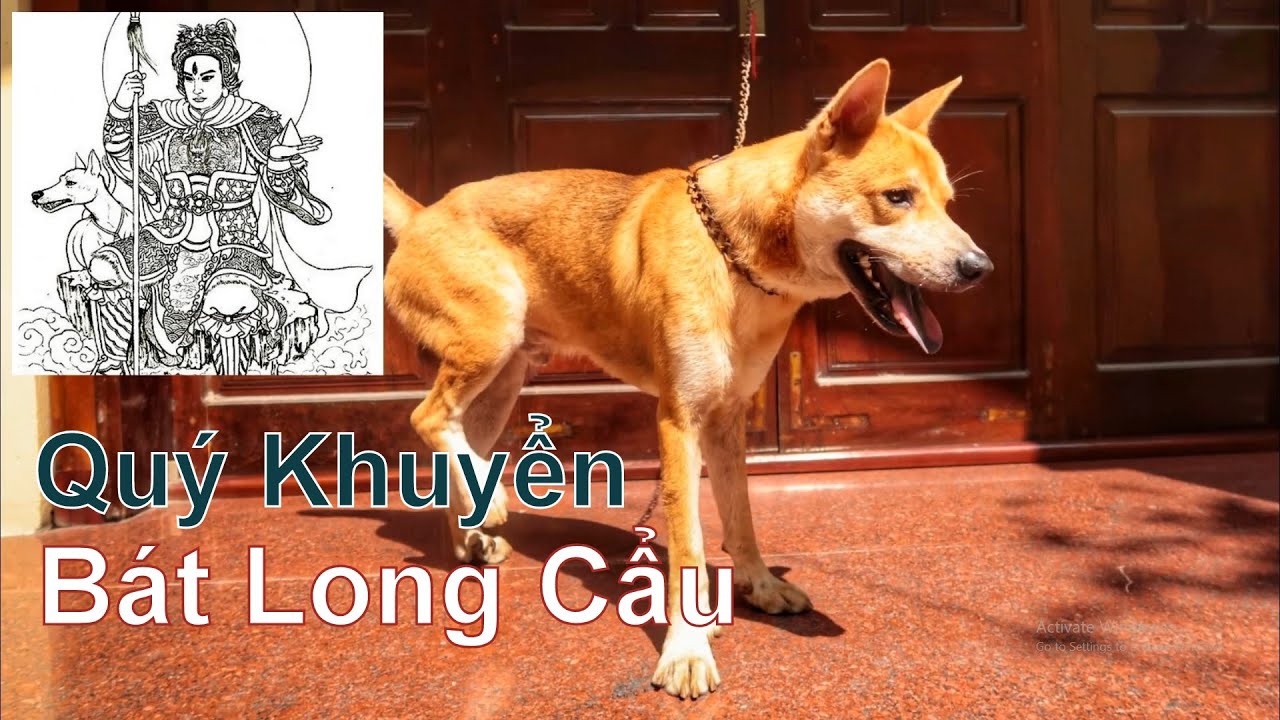 Bát Long Cẩu - Chó Phong Thủy - Vô Cùng Quý Hiếm/ Có Tiền Chưa Chắc Đã Mua Được/ NhamTuatTV