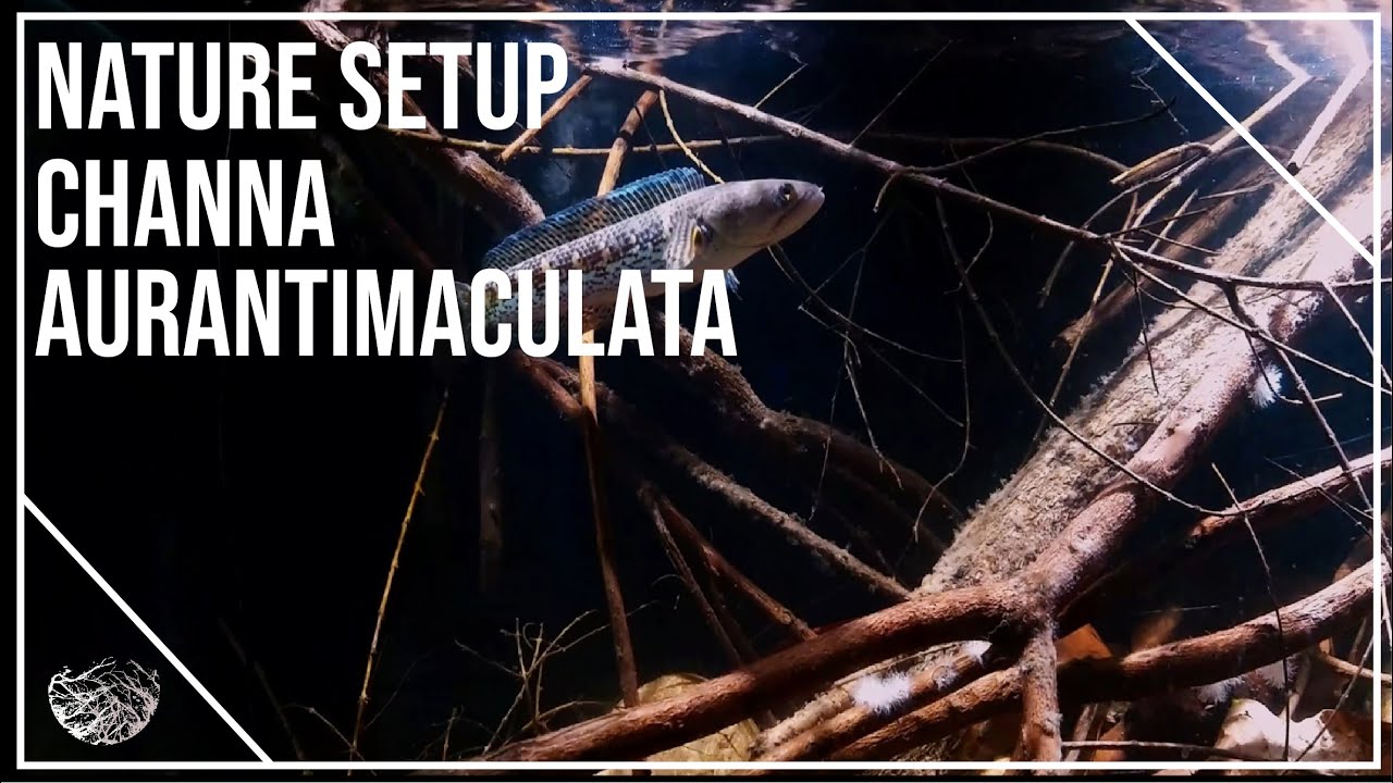 Nature Setup : For Channa aurantimaculata