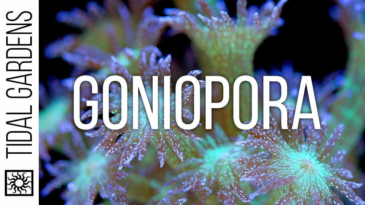 Советы по уходу за кораллами Goniopora