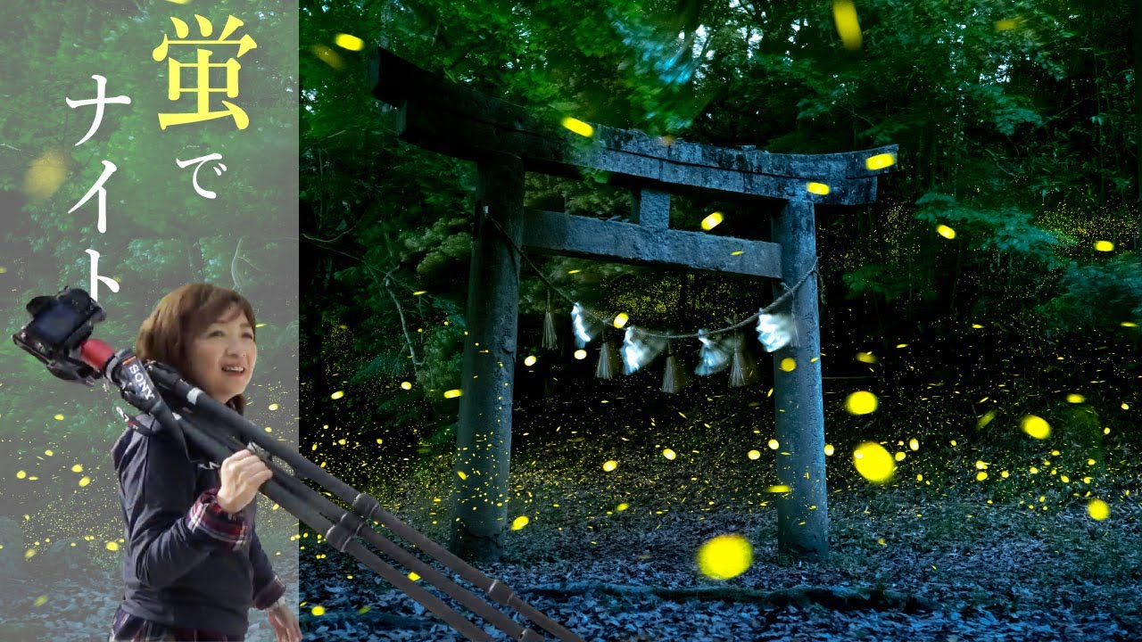 蛍を探しに〜私の蛍撮影法