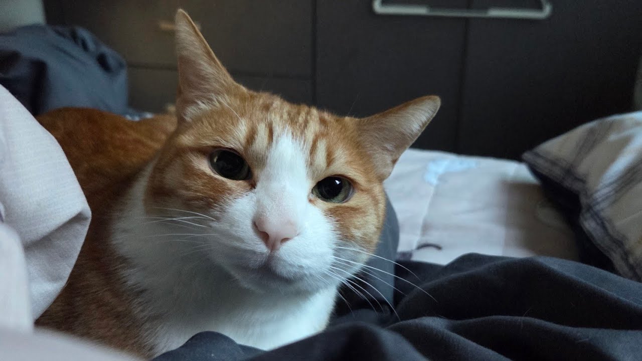 댄디 인형 얻었어요!!😎