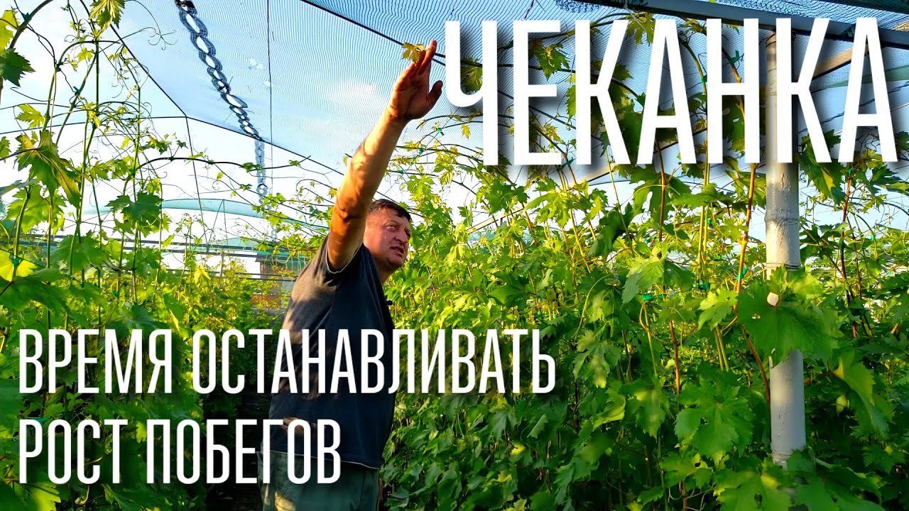 ЧЕКАНКА - ЧТО ЭТО, ЗАЧЕМ И КОГДА ПРОВОДИТЬ. ЭТА ОПЕРАЦИЯ УБЕРЕЖЕТ ОТ БОЛЕЗНЕЙ