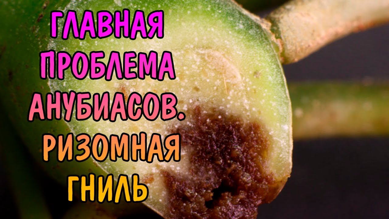 ГЛАВНАЯ ПРОБЛЕМА АНУБИАСОВ. РИЗОМНАЯ ГНИЛЬ. СОСУДИСТЫЙ БАКТЕРИОЗ