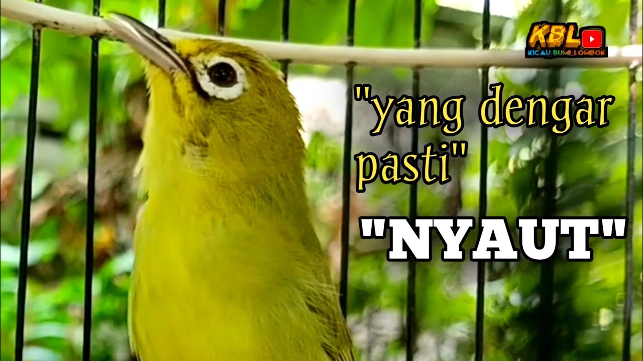 CIAK CIAK JOSS KECIAL KUNING AMPUH||PANCINGAN KECIAL MALAS BUNYI||