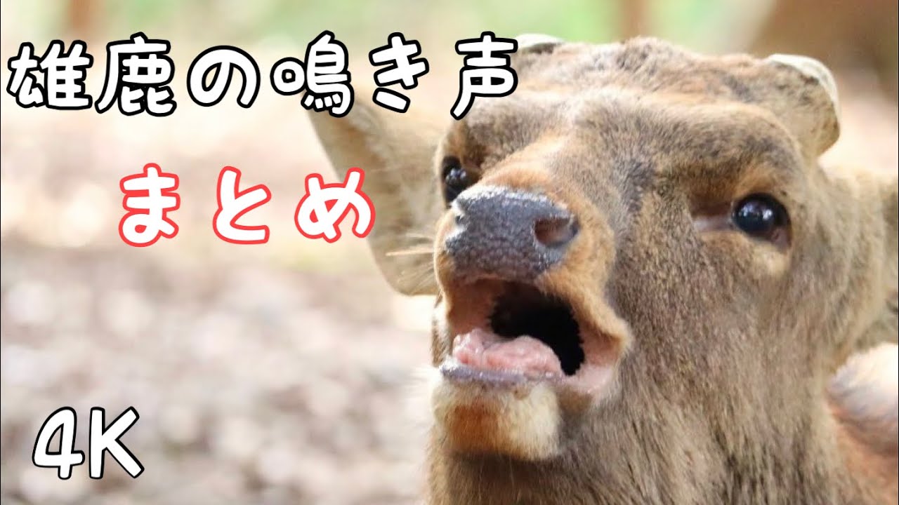 雄鹿の鳴き声 まとめ The meny moment the stag crows
