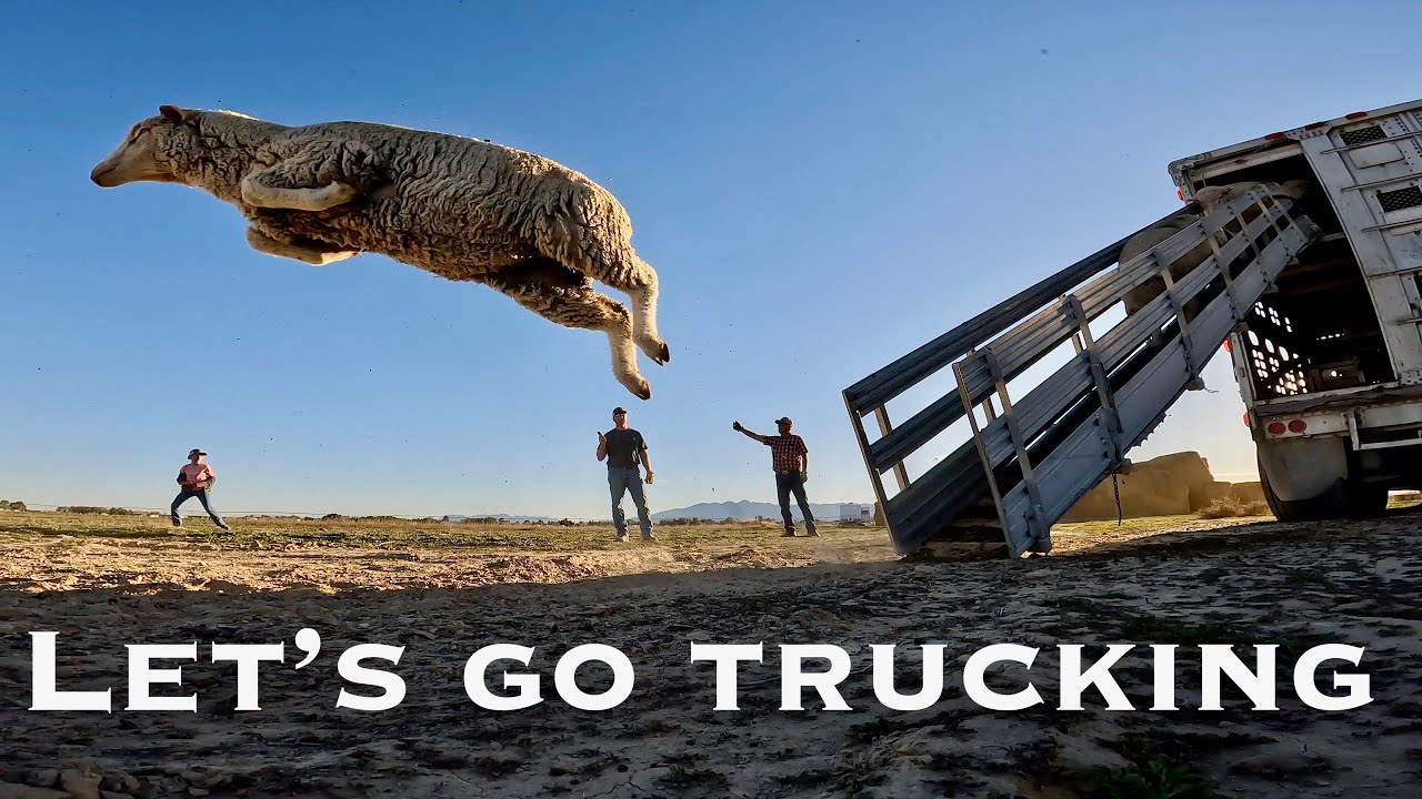 Back to the Desert | Hauling Sheep Home from Nevada (Part 1)