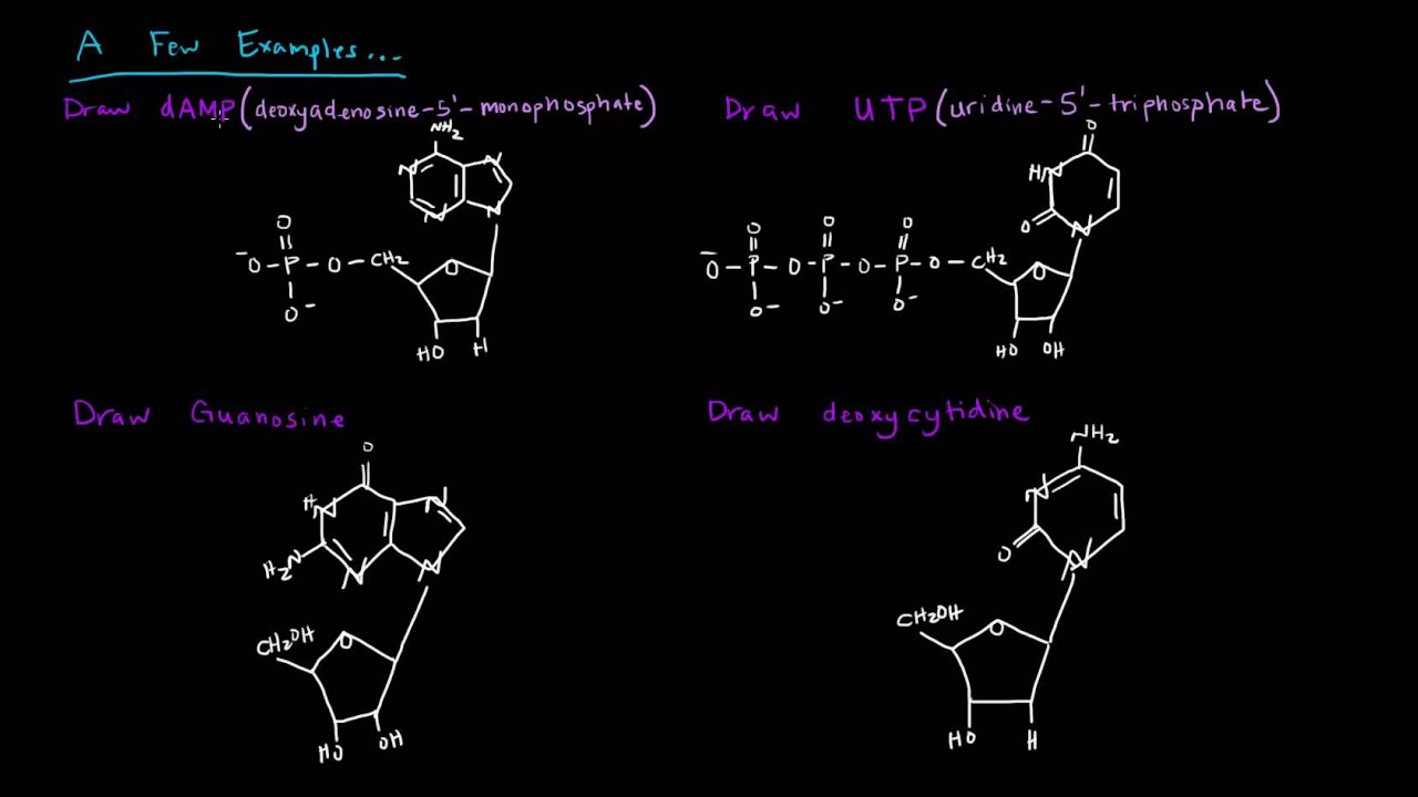Naming Nucleotides and Nucleosides