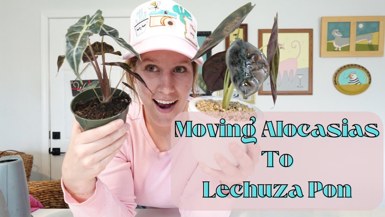 Transferring Alocasia from Soil to Lechuza Pon | Trying a New Self Watering Pot