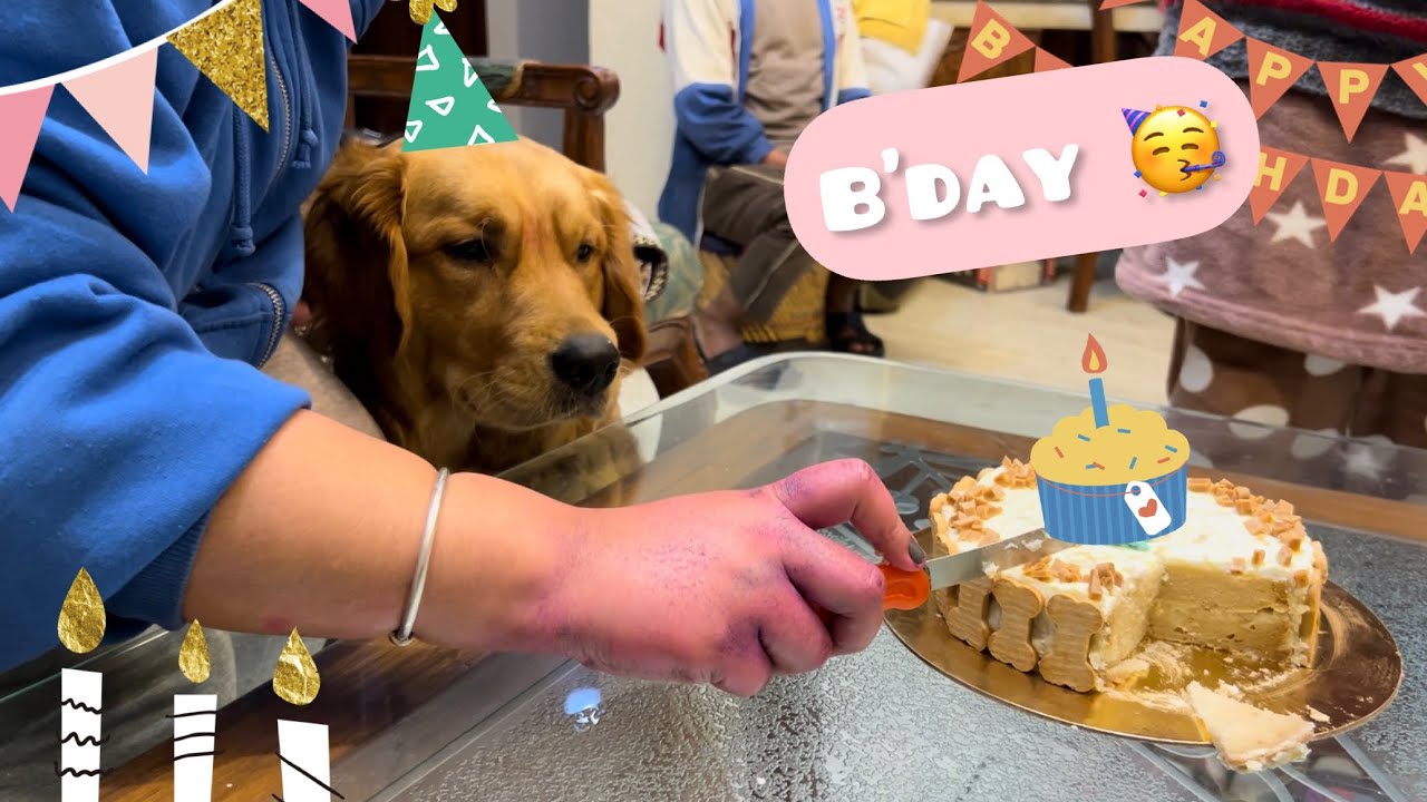 Max ka Birthday Vlog 🎉😍🥳 | @THE HIMALAYAN HUSKY