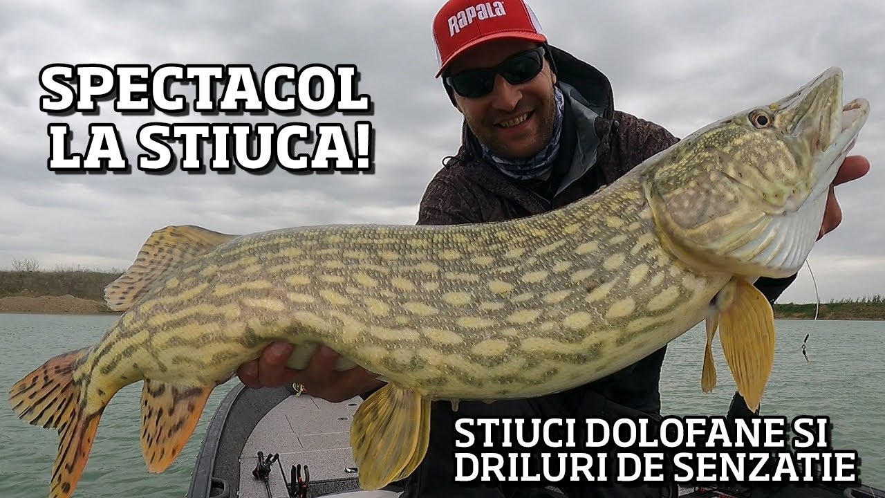 SPECTACOL la STIUCA! 🔥 Am prins MULTE STIUCI la VOBLERE cu DRILURI pe CINSTE 🔥
