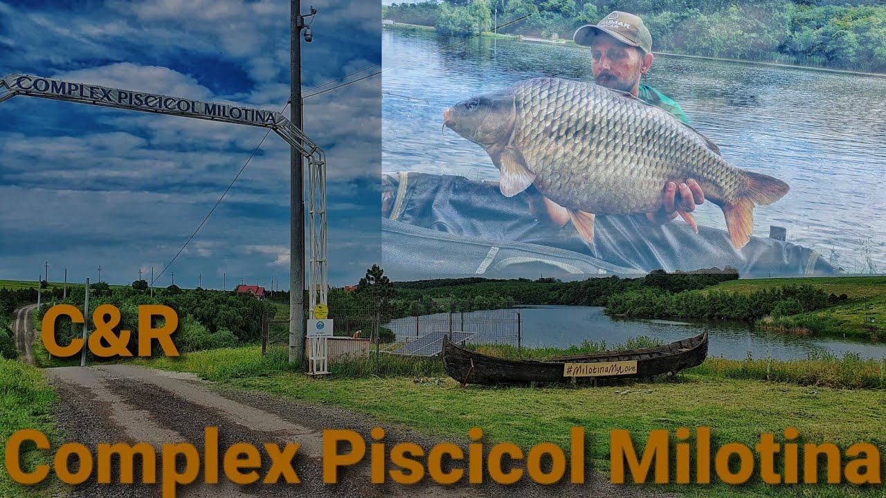 Cand pescuiesti la Amur si prinzi Crap dupa Crap 😁😁 Complex Piscicol Milotina ❤️🐟