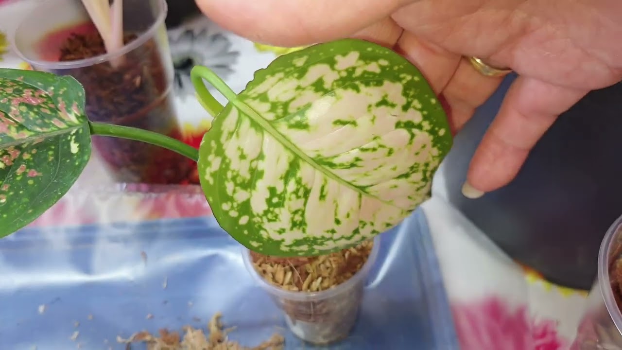 Совместная закупка Аглаонем. Адаптация. Цена.