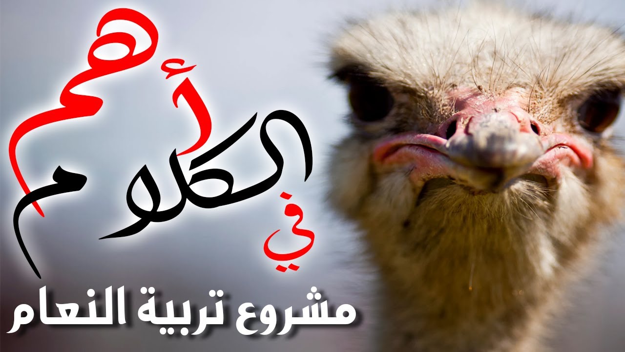 اهم الكلام في مشروع تربية النعام أهم المشروعات الصغيرة الناجحة
