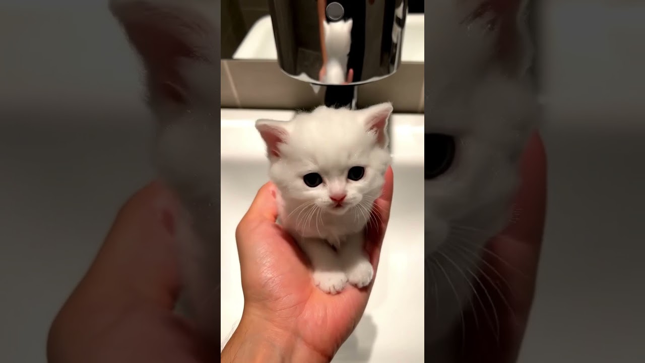 Bubble Kitten 