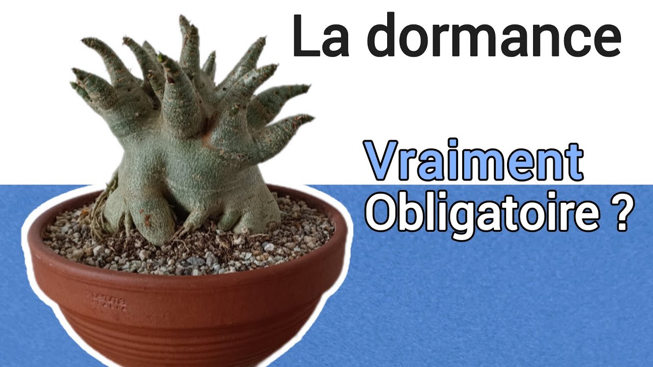 Comment l'adenium entre en Dormance ?  Réussir l'hivernage, Rusticité de la Rose du désert. (Ep 5)