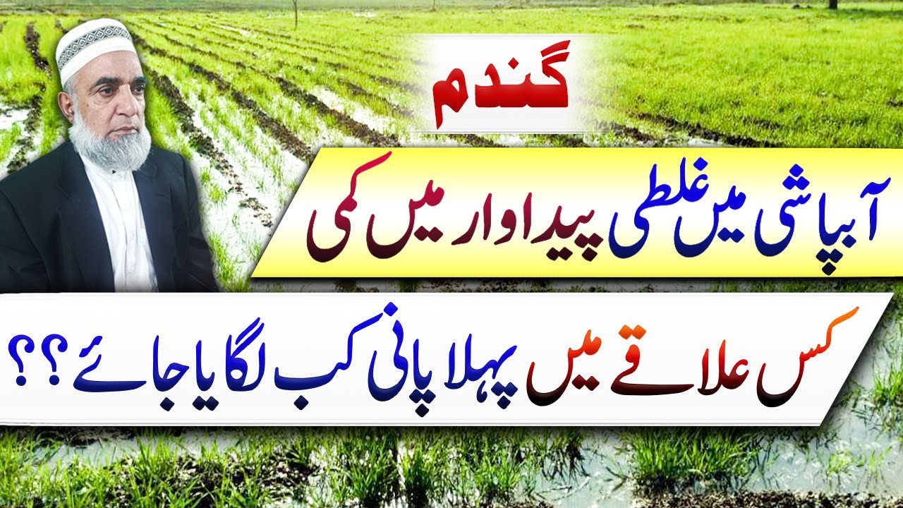First irrigation in wheat crop for different areas || Crop Reformer