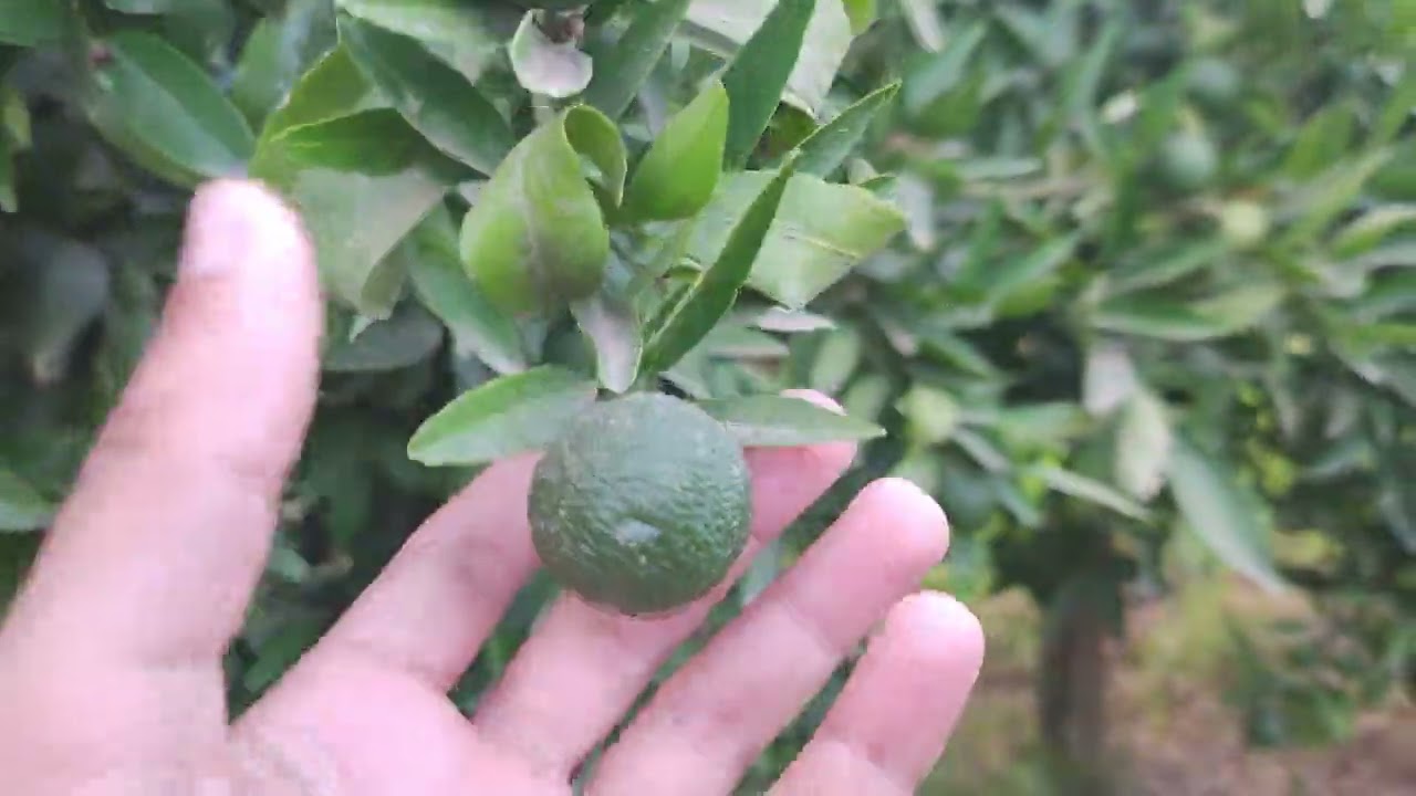 برنامج تسميد الكليمونتين شهر جويلية 🍊🌿