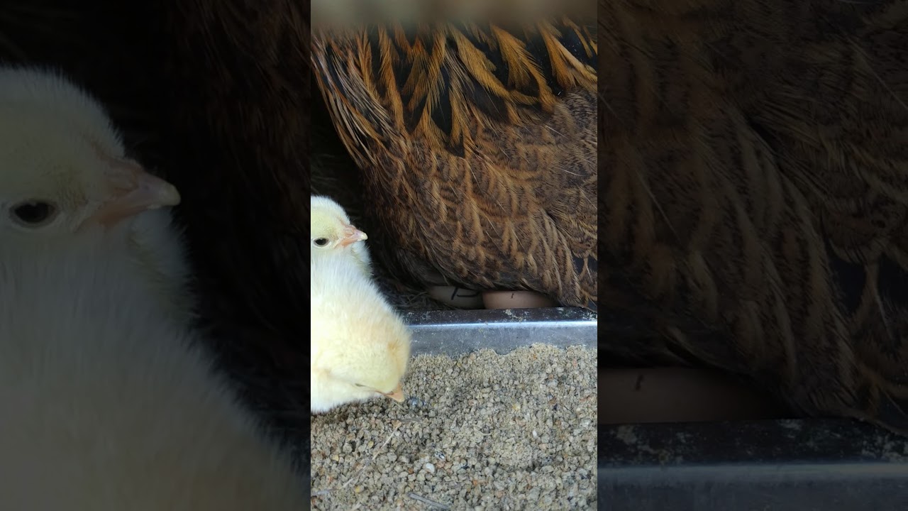 7-маусым 1-тауығым балапан шығарып жатыр.🐣🐣🐣🐤🐤🐤🐥🐥🐥✔️