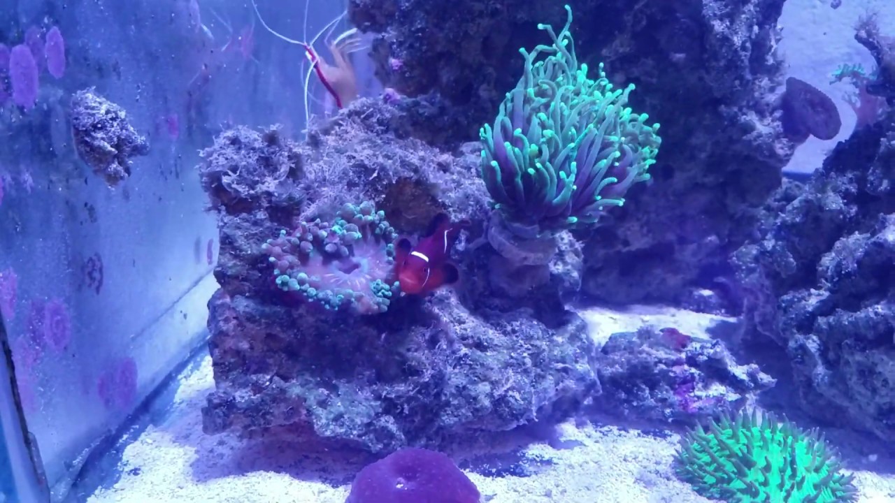 My Experience With: The Orange Skunk Clown Fish