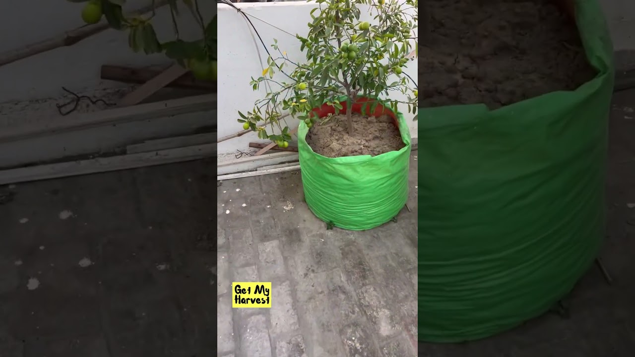 🍋how to get more lemons on the lemon plant🍋 | इतने सारे नींबू देखकर चौंक जाएंगे आप #Shorts