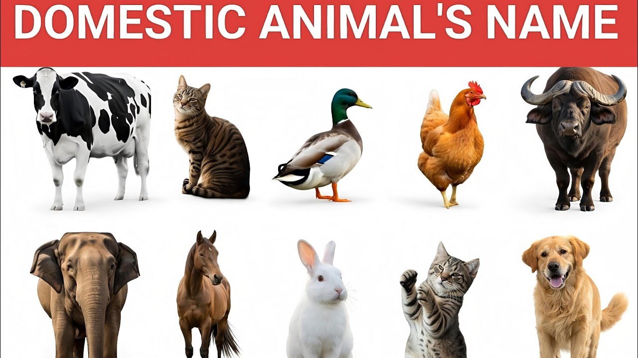 पालतू जानवरों के नाम हिंदी में | Domestic Animals Names in Hindi &  English for Kids