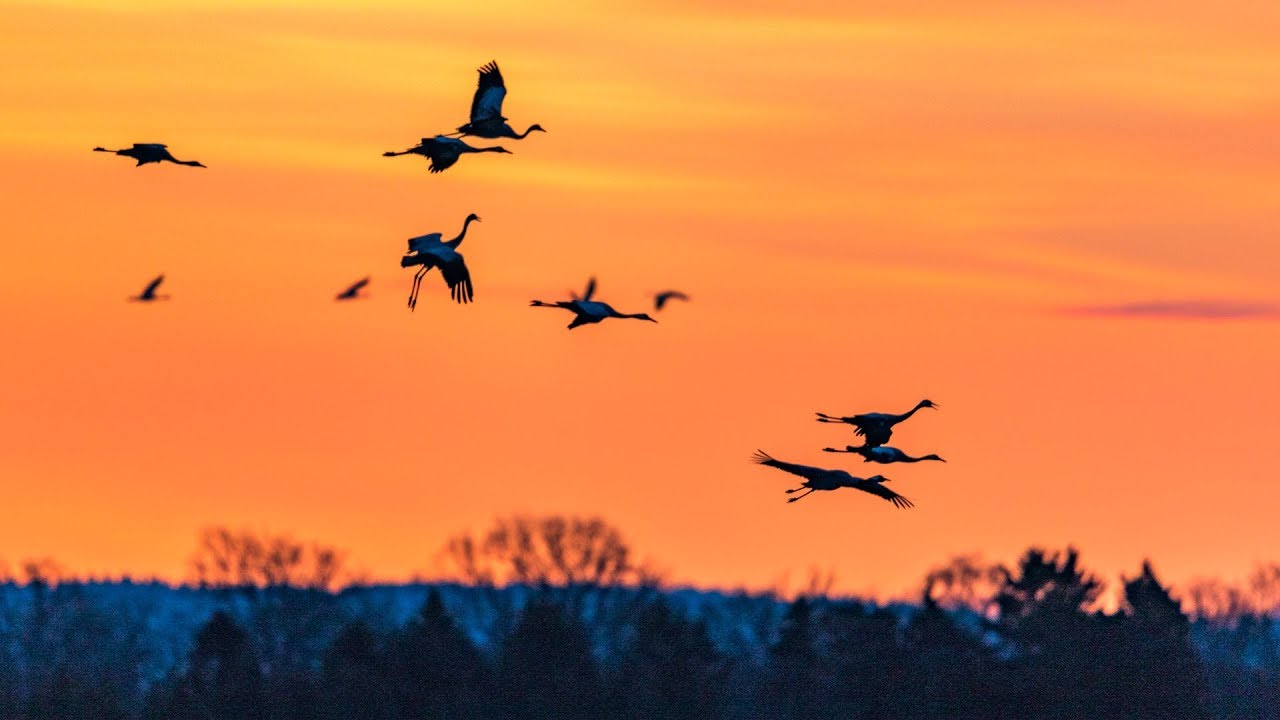 Eurasian Crane dance at Hornborgasjön 2018.  4k GH5