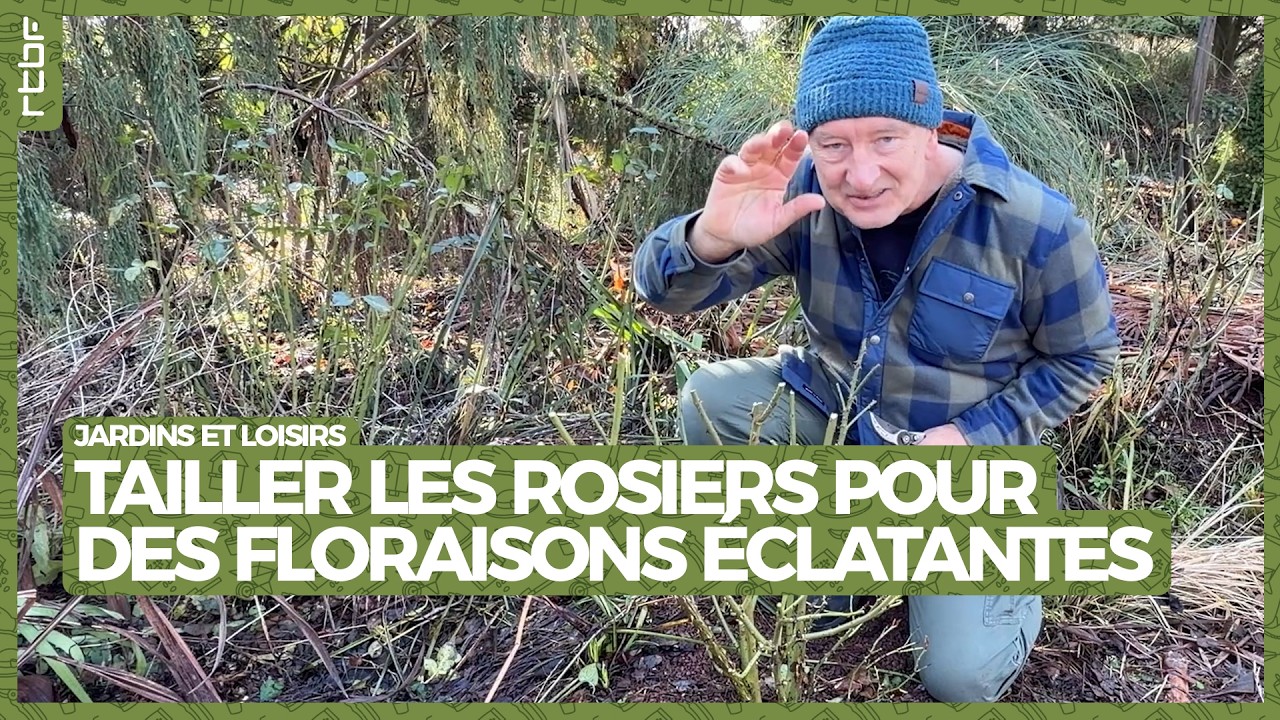 Tailler les rosiers : les bons gestes pour des floraisons éclatantes - Jardins et Loisirs