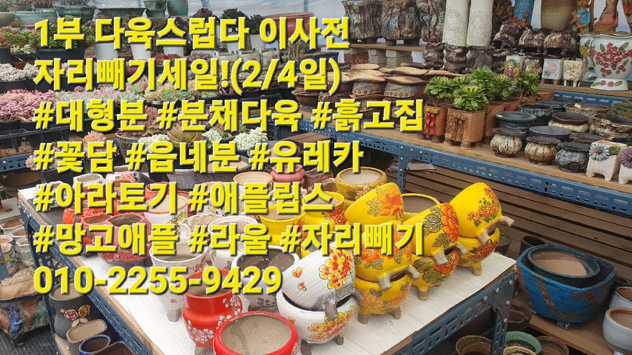 1부 다육스럽다 이사전 자리빼기세일!(2/4일) #대형분 #분채다육 #흙고집 #꽃담 #읍네분 #유레카 #아라토기 #애플립스 #망고애플 #라울 #자리빼기 010-2255-9429