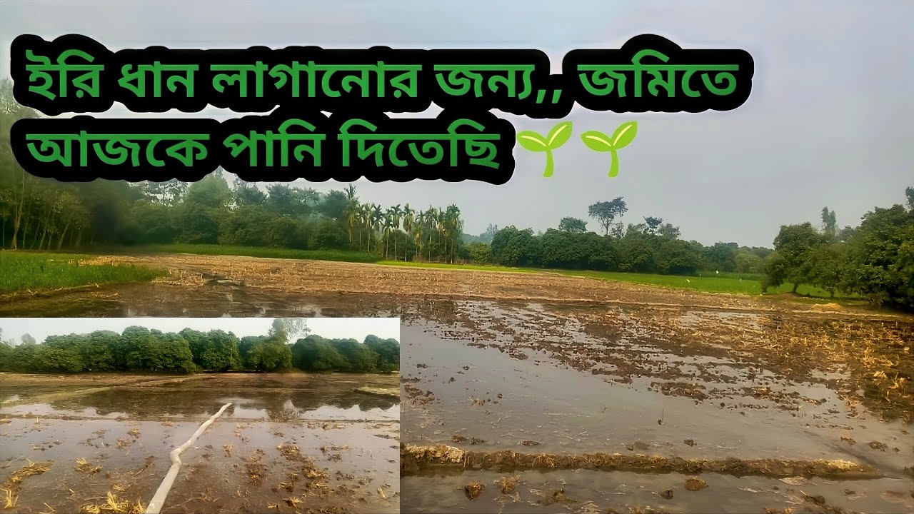 ইরি ধান লাগানোর জন্য,, জমিতে আজকে পানি দিতেছি, গতো বছরের তুলনায় এবার আকাশের অবস্থা অনেক ভালো।