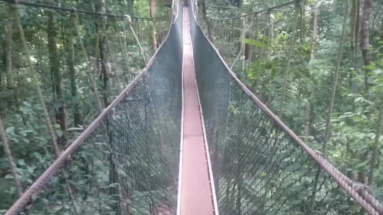 Canopy Walk at Taman Negara National Park. Malaysia