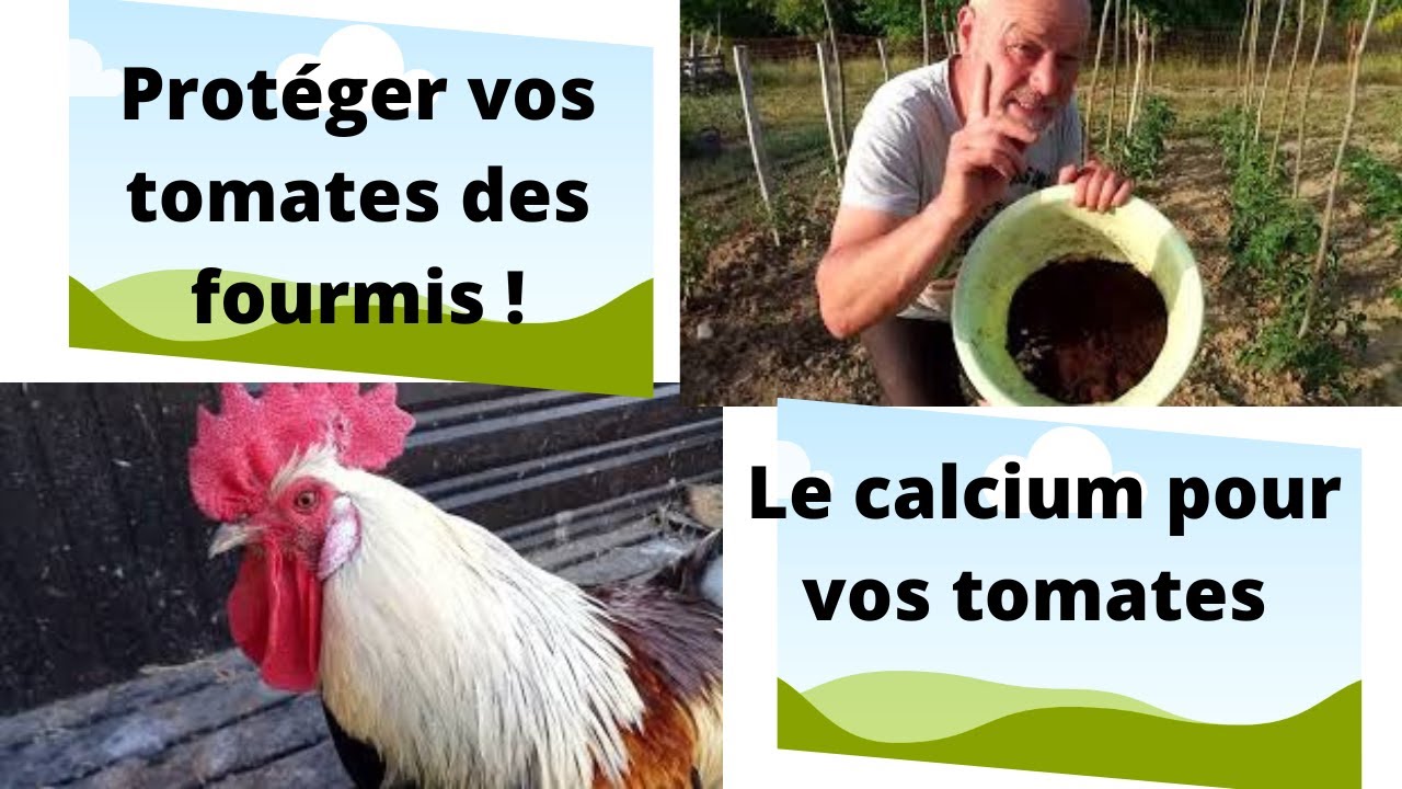 Marc de café et coquilles d'œuf pour vos tomates