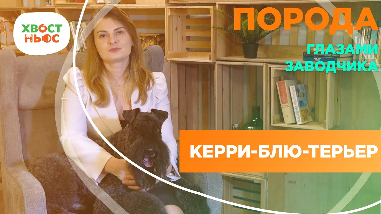 Особенности породы собак керри-блю-терьер.