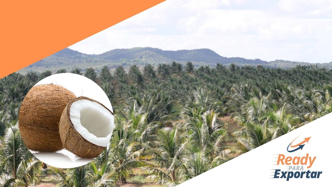 POTENCIAL DE LA INDUSTRIA DEL COCO PARA EXPORTACIÓN – HUGO RAMÍREZ