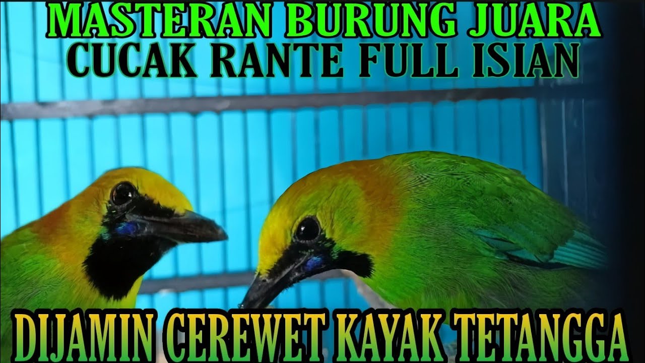Masteran Cucak Rante || Full isian || Dijamin Gacor 