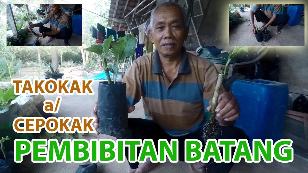 Cara Pembibitan Takokak atau Cepokak Dengan Batang